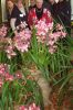 Ausstellung-Internationale-Orchideen-Welt-in-Bad-Salzuflen-2014-140302-DSC_0100.jpg
