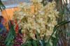 Ausstellung-Internationale-Orchideen-Welt-in-Bad-Salzuflen-2014-140302-DSC_0108.jpg