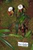 Ausstellung-Internationale-Orchideen-Welt-in-Bad-Salzuflen-2014-140302-DSC_0232.jpg
