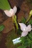 Ausstellung-Internationale-Orchideen-Welt-in-Bad-Salzuflen-2014-140302-DSC_0234.jpg