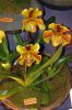 Ausstellung-Internationale-Orchideen-Welt-in-Bad-Salzuflen-2014-140302-DSC_0249.jpg