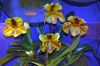 Ausstellung-Internationale-Orchideen-Welt-in-Bad-Salzuflen-2014-140302-DSC_0250.jpg