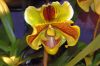 Ausstellung-Internationale-Orchideen-Welt-in-Bad-Salzuflen-2014-140302-DSC_0251.jpg