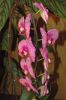 Ausstellung-Internationale-Orchideen-Welt-in-Bad-Salzuflen-2014-140302-DSC_0257.jpg