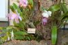 Ausstellung-Internationale-Orchideen-Welt-in-Bad-Salzuflen-2014-140302-DSC_0261.jpg